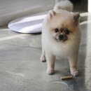 멍분의 멍 이미지