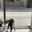 리시오네일 이미지