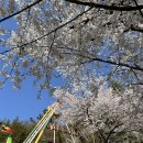 동원사 | 광주 벚꽃명소 지산유원지 광주 벚꽃 개화시기 알려드려요