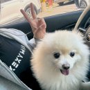 울산 동구 : 애견 스파 [ 댕냥테라피 ] 반려동물 목욕