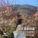55 | 전남 광양 매화마을 매화축제 오픈런 주차 및 개화 후기