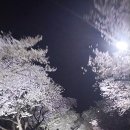 벤자마스 이미지