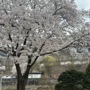 양주시립장욱진미술관 | 경기도 양주 드라이브로 좋은 벚꽃 명소 봄 피크닉 양주시립 장욱진미술관 내돈내산 후기