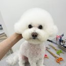 몽드레 이미지