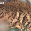 홍삼 - 통영시 도천상가안길 94 | 홍삼