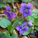 바이올렛(Violet)