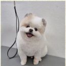 우리동네 펫샵 이미지