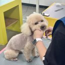 원애견샵 이미지