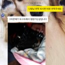 구조햇던 길냥이 모모랑 다른 아가들 입양처 구한대!! 이미지