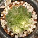 하월시아 볼루시금 Haworthia bolusii variegated 이미지