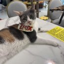 아가마미 고양이카페 이미지