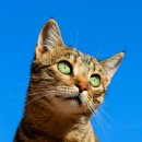 히어로동물병원 이미지