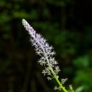 무릇(Barnardia japonica) 이미지