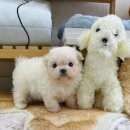 데일리독 이미지