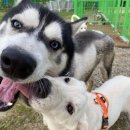 개ST하우스 이미지