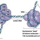 히스톤(HisTone) 이미지