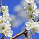 부산 벚꽃 명소들 이미지
