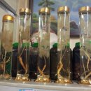 웰빙건강원 이미지