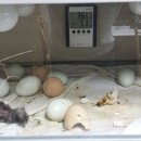 늘푸른청계농원 이미지