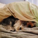 써니펫살롱 이미지