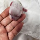 개똥이 애견샵 이미지