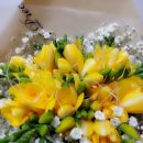 후리지아 이미지