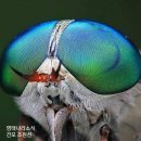 명태나라 이미지