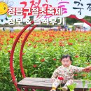 정읍민속판매장 | 정읍 옥정호 구절초 꽃축제, 가족들과 다녀온 솔직후기