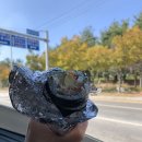 함평 국화 축제 “2019 대한민국 국향대전” 에 다녀왔어요 :)