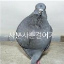 치르치르 이미지