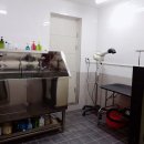 더 퍼피즈 블루 오션 쿡 이미지