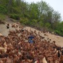 청결농장 이미지