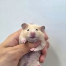 털뭉치즈 이미지