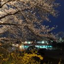 전주동물원의 벚꽃, 황홀한 야경 이미지