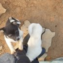 연무농협주유소 이미지