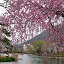 영산 연지못 이미지