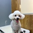 도도그루밍 이미지