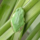 청개구리 이미지