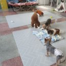 도도네 개집 이미지