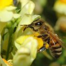 Fat Bee 화분부족 -- 단백질 부족으로 내역봉은 알과 유충을 잡아 먹고 저체중 벌이 된다. 이미지