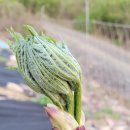 엄나무골농장 이미지