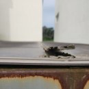 웰컴캐노피 이미지