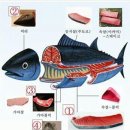 참치이야기 이미지