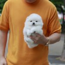 미니펫 강아지분양 고양이분양 강남점 이미지