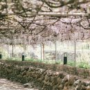 등나무집민박 이미지