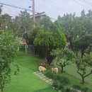 공항 가까운 전원주택 펫시터 이미지