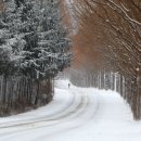 진안 메타세쿼이아길 이미지