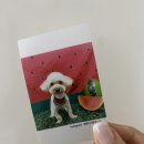 댕댕이이발관 이미지