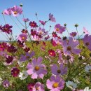 부량면 벽량초등학교 이미지