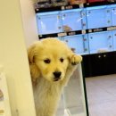 개키우는남자 강아지분양 대구본점 이미지